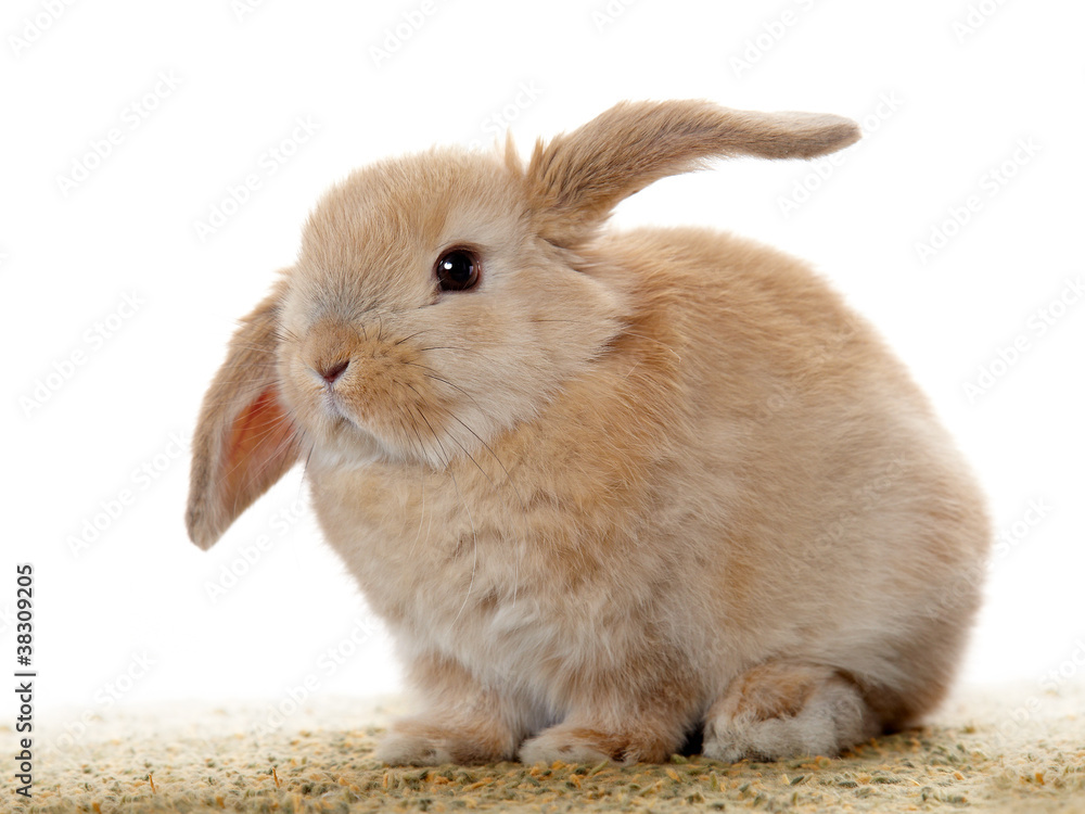 Fototapeta premium Cute little rabbit on white background