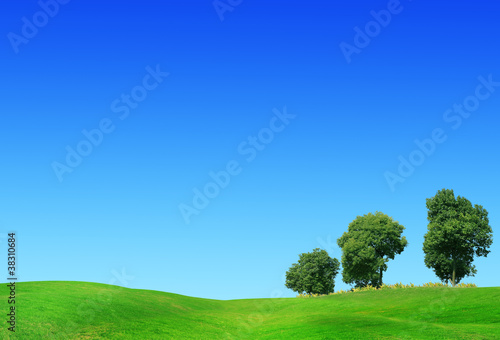 Green field, springtime