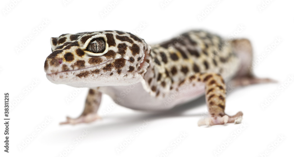 Leopard gecko, Eublepharis macularius
