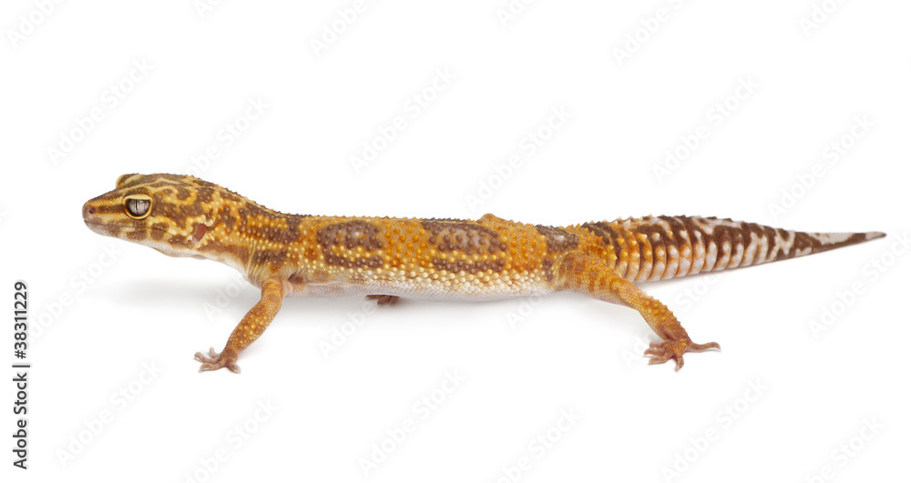 Fototapeta premium Albino Orange Leopard gecko, Eublepharis macularius