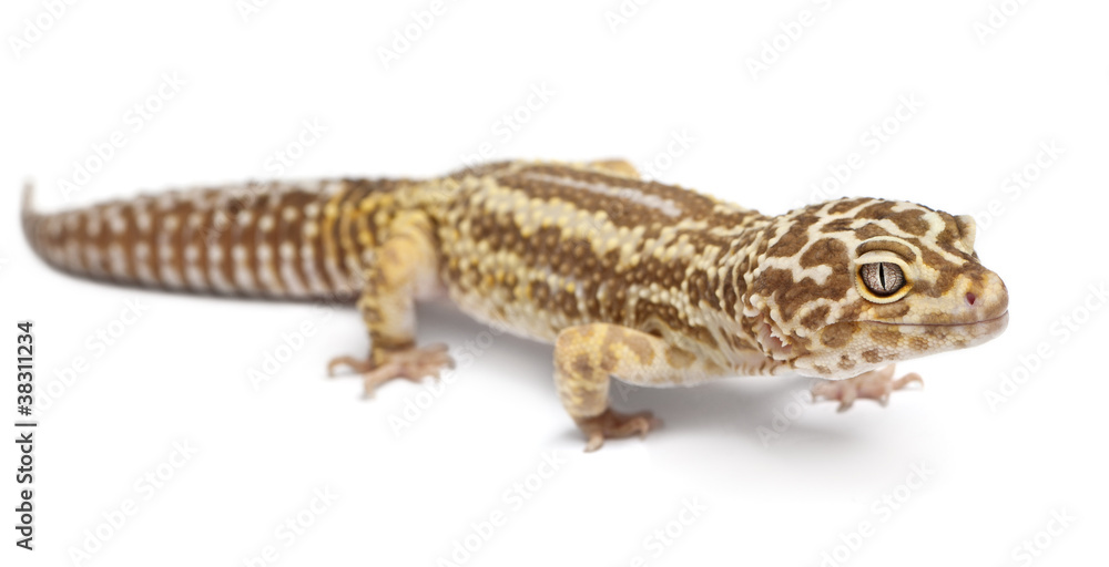 Albino Striped Leopard gecko, Eublepharis macularius Albino Striped Leopard gecko, Eublepharis macularius