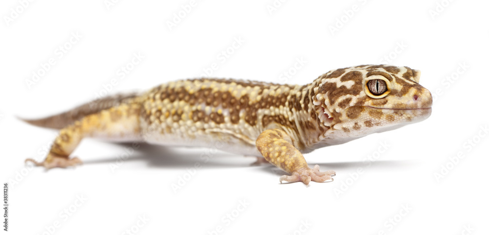 Albino Striped Leopard gecko, Eublepharis macularius Albino Striped Leopard gecko, Eublepharis macularius