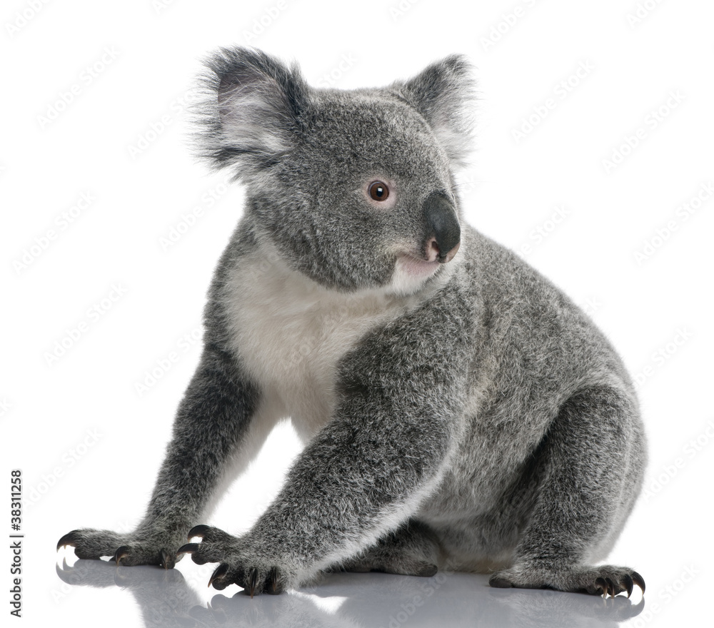 Obraz premium Młoda koala, Phascolarctos cinereus, 14 miesięcy