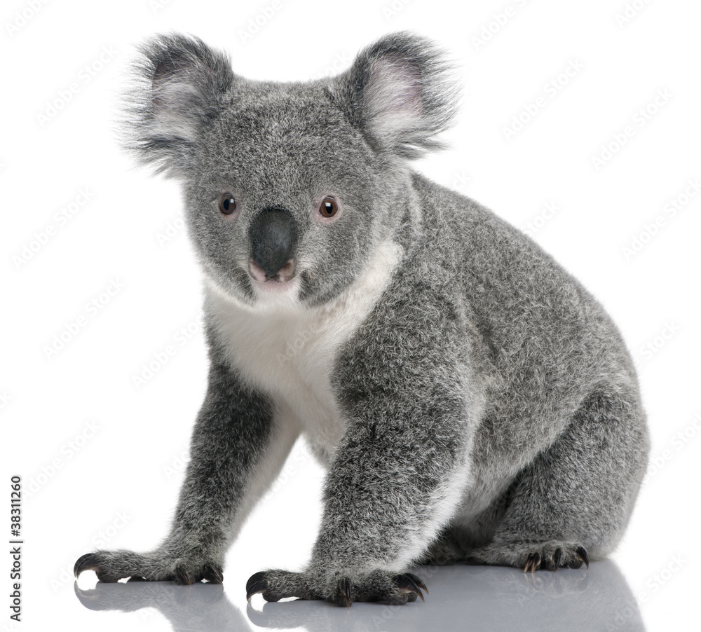 Obraz premium Młoda koala, Phascolarctos cinereus, 14 miesięcy