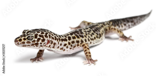 Leopard gecko  Eublepharis macularius