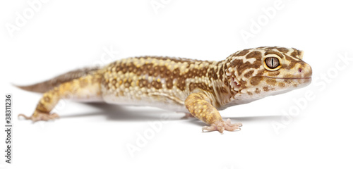 Albino Striped Leopard gecko, Eublepharis macularius