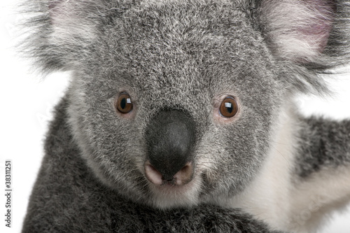 Young koala, Phascolarctos cinereus, 14 months old