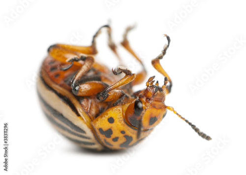 Colorado potato beetle, also known as the Colorado beetle photo