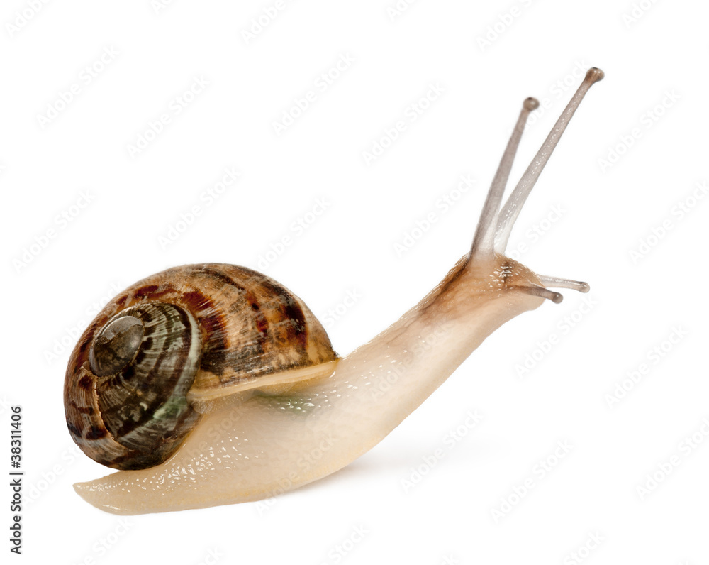Garden Snail Helix Aspersa In Front Of White Background Stock Photo Adobe Stock Garden Snail Helix Aspersa In Front Of White Background Stock Photo Adobe Stock