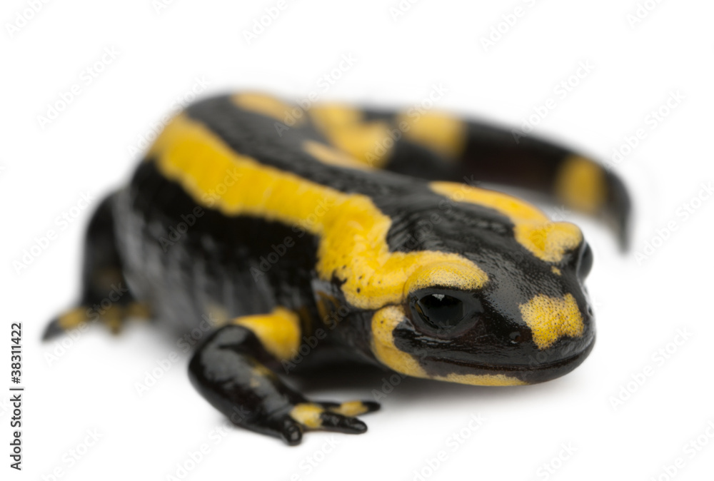 Fototapeta premium Fire salamander, Salamandra salamandra