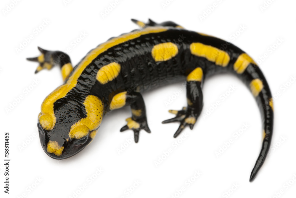 Fire salamander, Salamandra salamandra Fire salamander, Salamandra salamandra