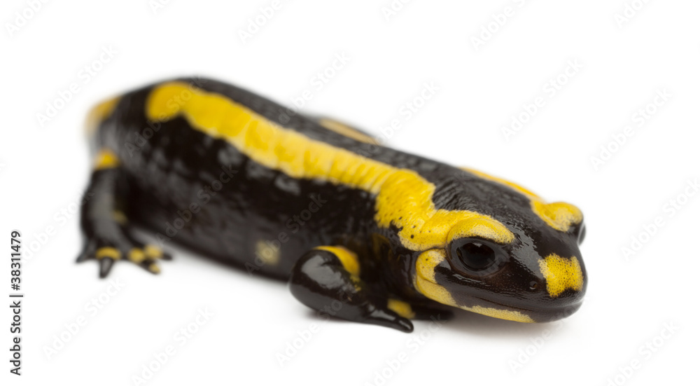 Obraz premium Fire salamander, Salamandra salamandra