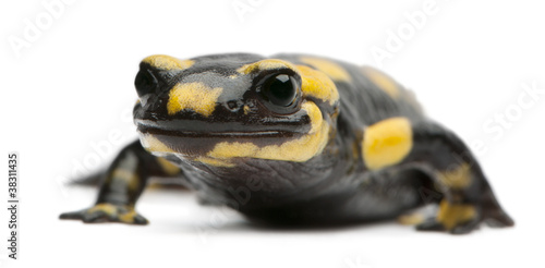 Fire salamander, Salamandra salamandra © Eric Isselée