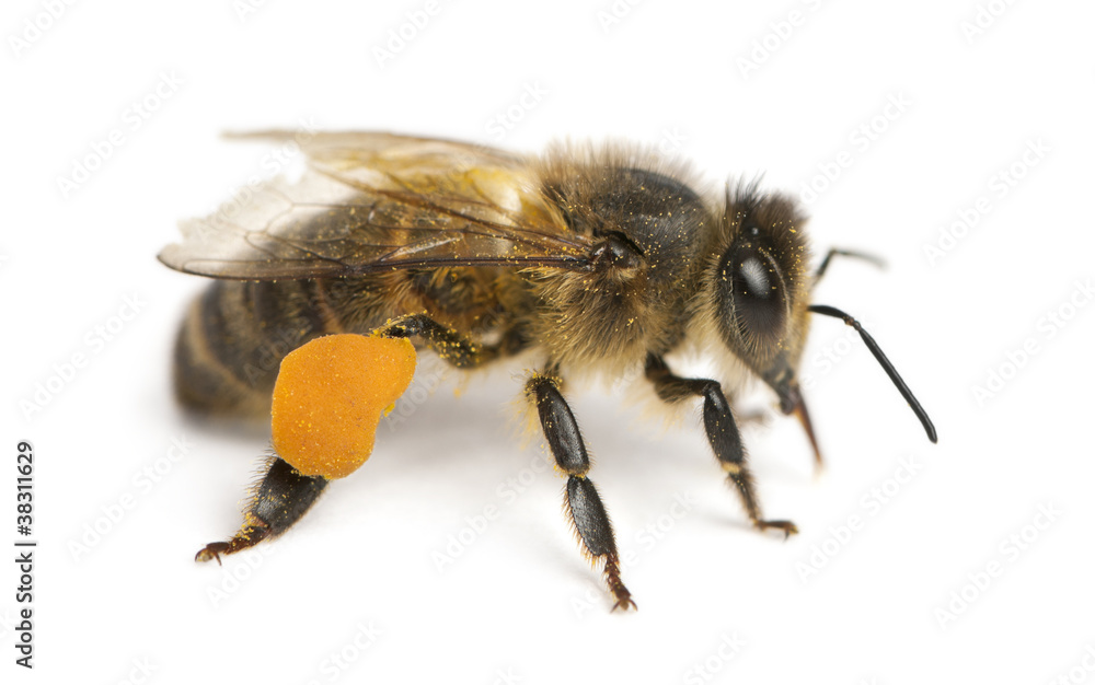 Western honey be, Apis mellifera, carrying pollen Western honey be, Apis mellifera, carrying pollen