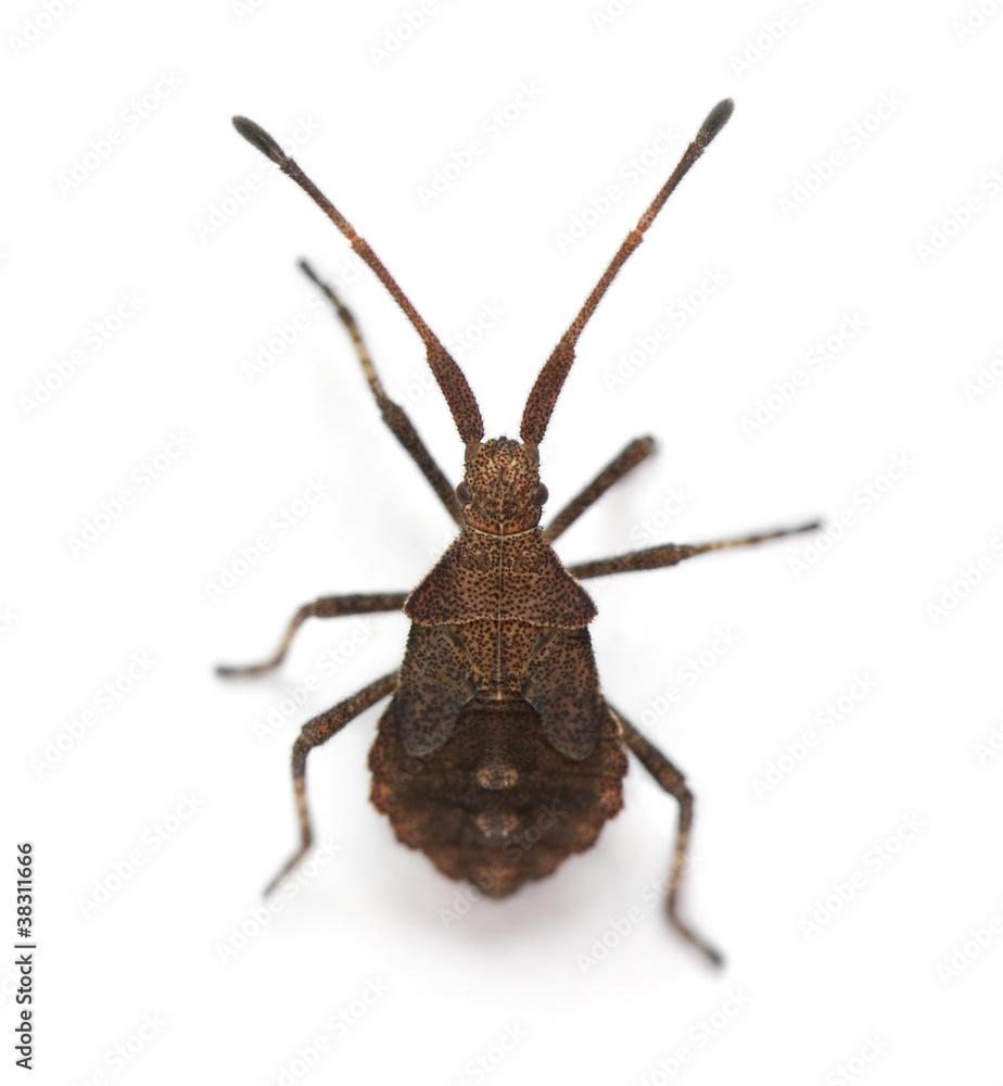 Dock bug, Coreus marginatus, in front of white background Dock bug, Coreus marginatus, in front of white background