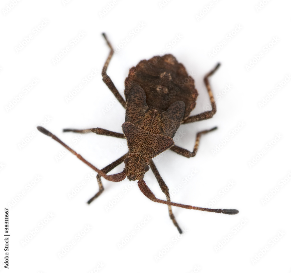 Dock bug, Coreus marginatus, in front of white background Dock bug, Coreus marginatus, in front of white background