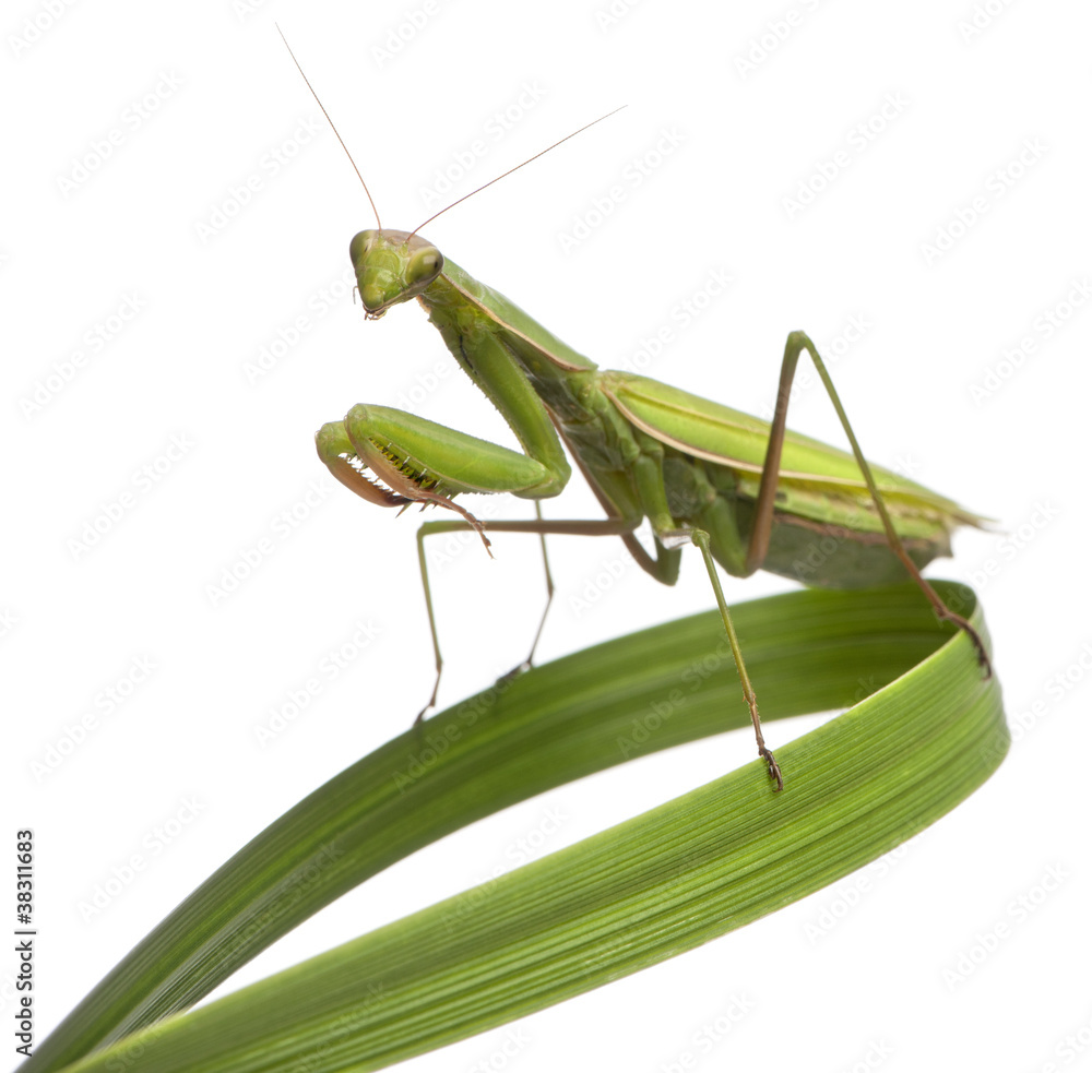 Female European Mantis or Praying Mantis, Mantis religiosa