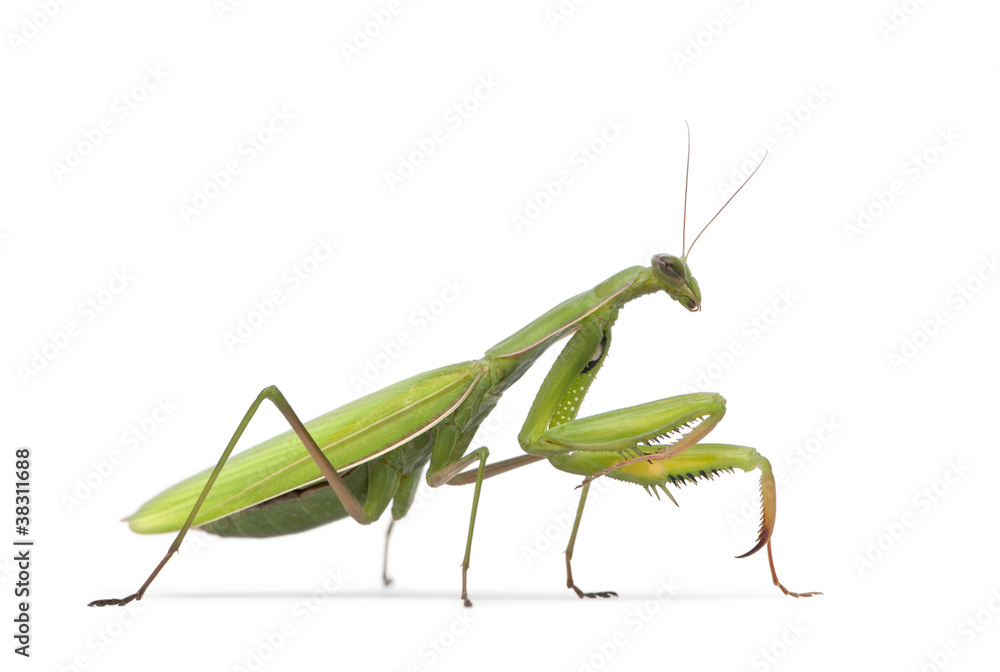 Female European Mantis or Praying Mantis, Mantis religiosa Female European Mantis or Praying Mantis, Mantis religiosa