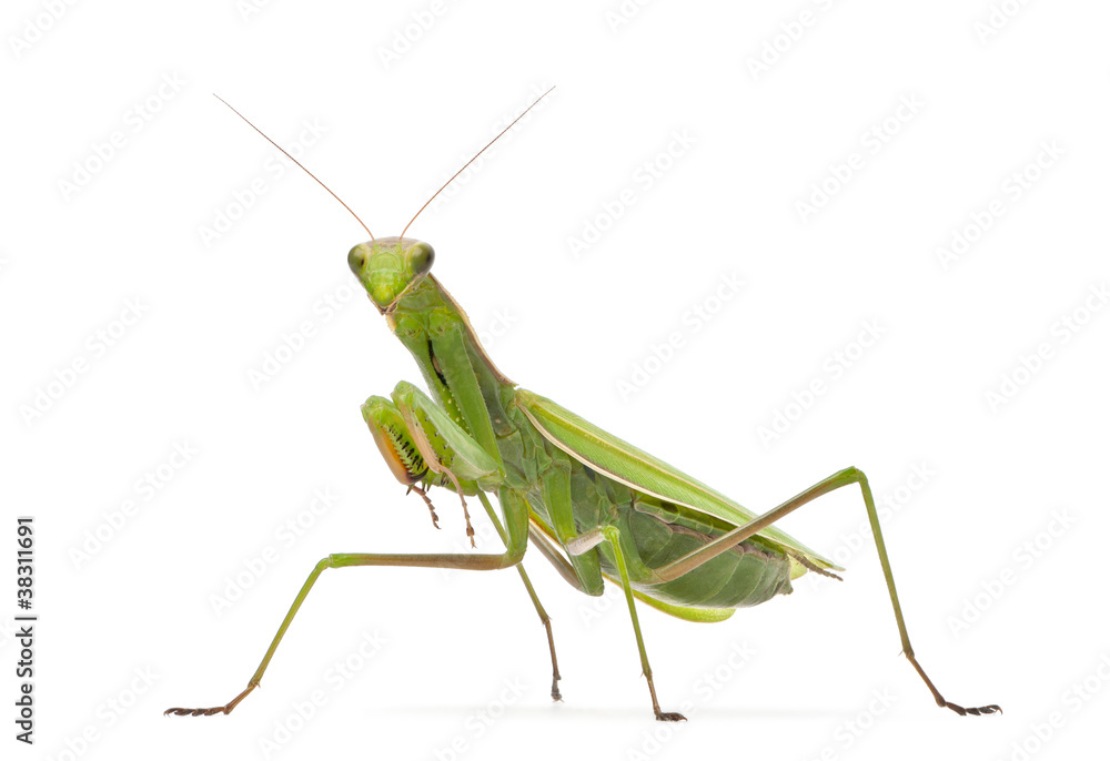 Female European Mantis or Praying Mantis, Mantis religiosa Female European Mantis or Praying Mantis, Mantis religiosa