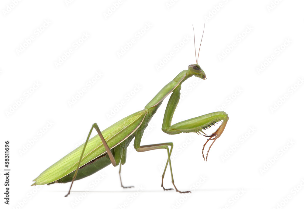 Female European Mantis or Praying Mantis, Mantis religiosa Female European Mantis or Praying Mantis, Mantis religiosa
