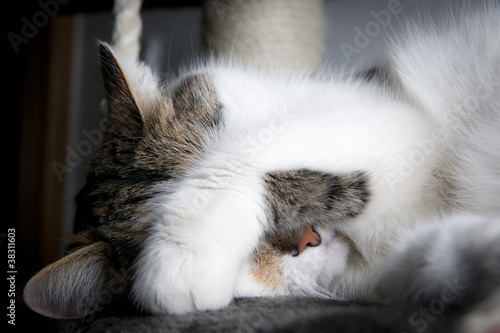 white cat has paw over the eyes to show shame photo