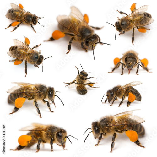 Composition of Western honey bees or European honey bees