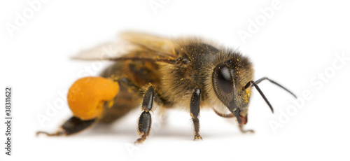 Western honey bee or European honey bee, Apis mellifera