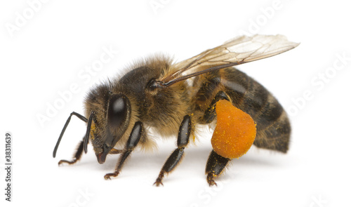 Western honey be, Apis mellifera, carrying pollen © Eric Isselée