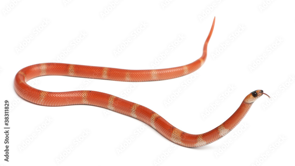 Hypomelanistic Honduran milk snake, in front of white background Hypomelanistic Honduran milk snake, in front of white background