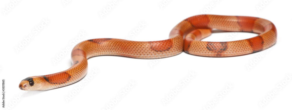 Fototapeta premium Tricolor hypomelanistic Honduran milk snake, in front of white
