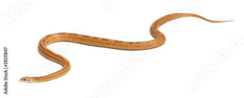 Pinstriped albino corn snake, Pantherophis guttatus