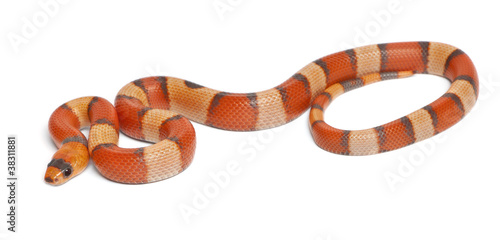Tricolor hypomelanistic Honduran milk snake