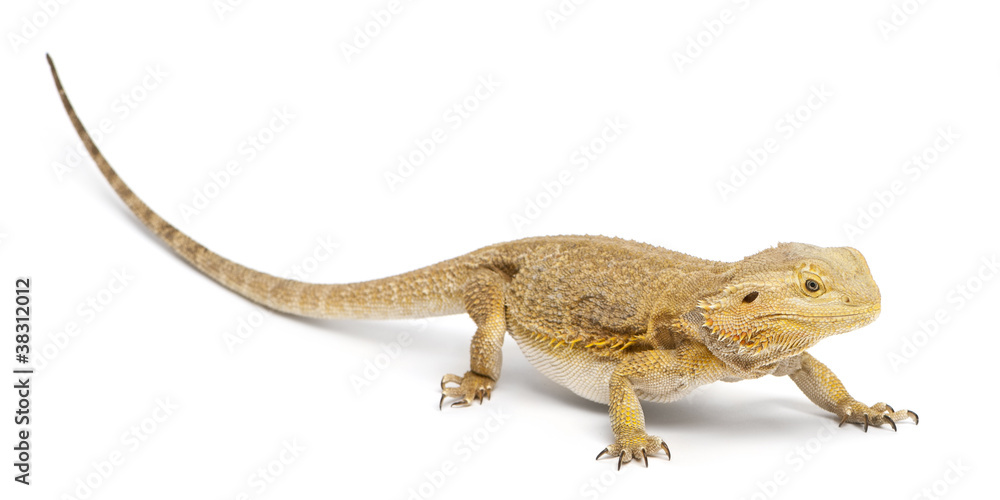 Fototapeta premium Central Bearded Dragon, Pogona vitticeps