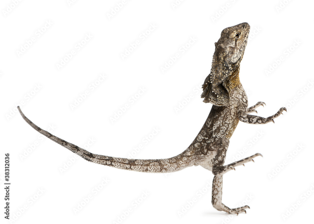 Frill-necked lizard, also known as the frilled lizard