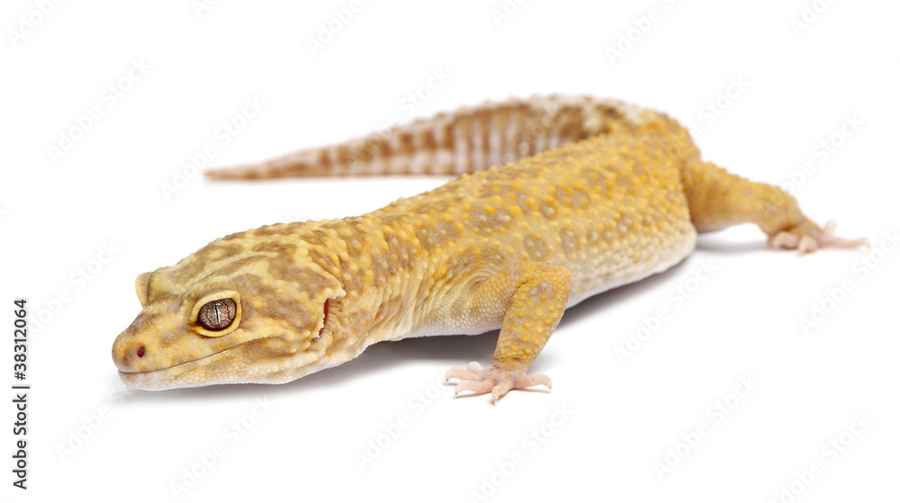 Naklejka premium Aptor Leopard gecko, Eublepharis macularius