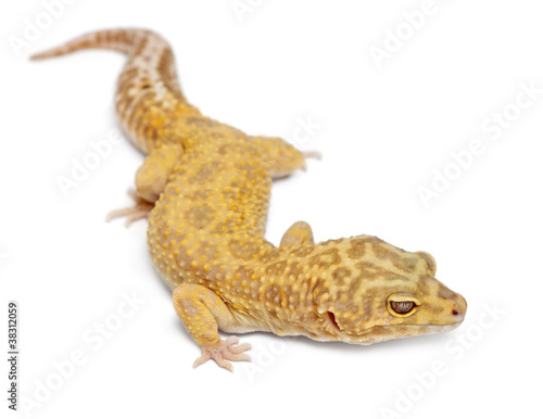 Aptor Leopard gecko, Eublepharis macularius © Eric Isselée