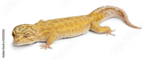 Aptor Leopard gecko  Eublepharis macularius