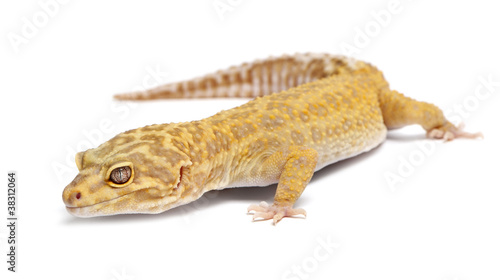 Aptor Leopard gecko, Eublepharis macularius