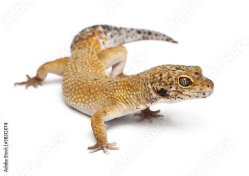 Hypomelanistic Leopard gecko, Eublepharis macularius