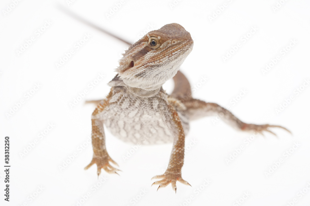 Fototapeta premium Bearded dragon on white