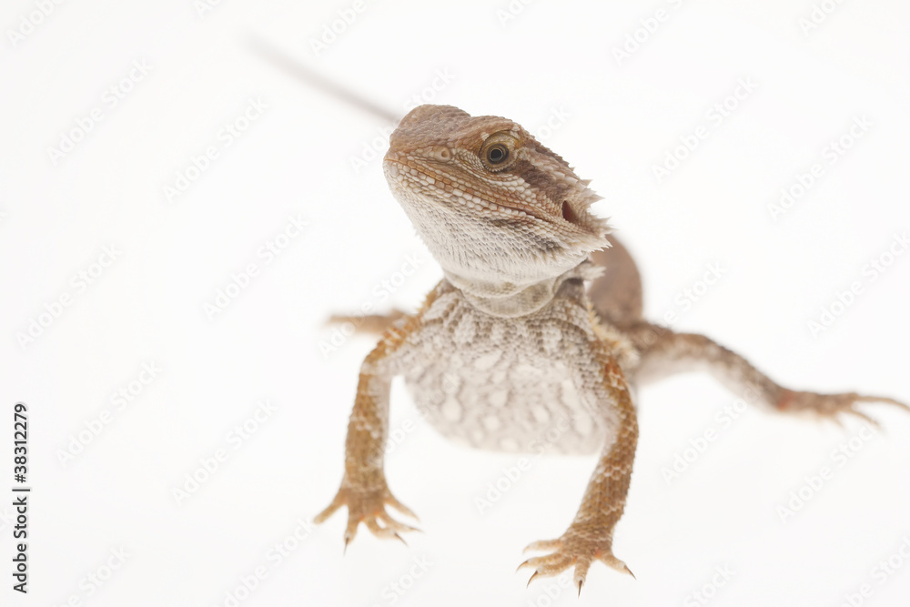 Obraz premium Bearded dragon on white