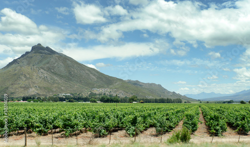 Cape Town wineyard grapes  South Africa