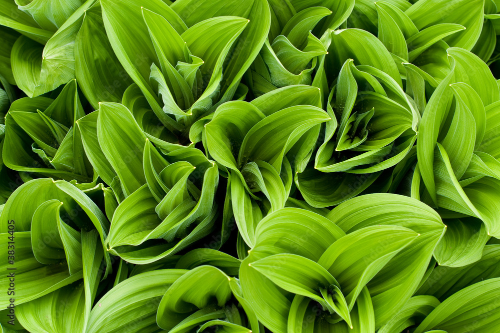 Greenee Greenee