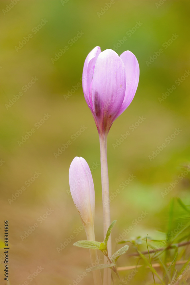 Flowers Flowers