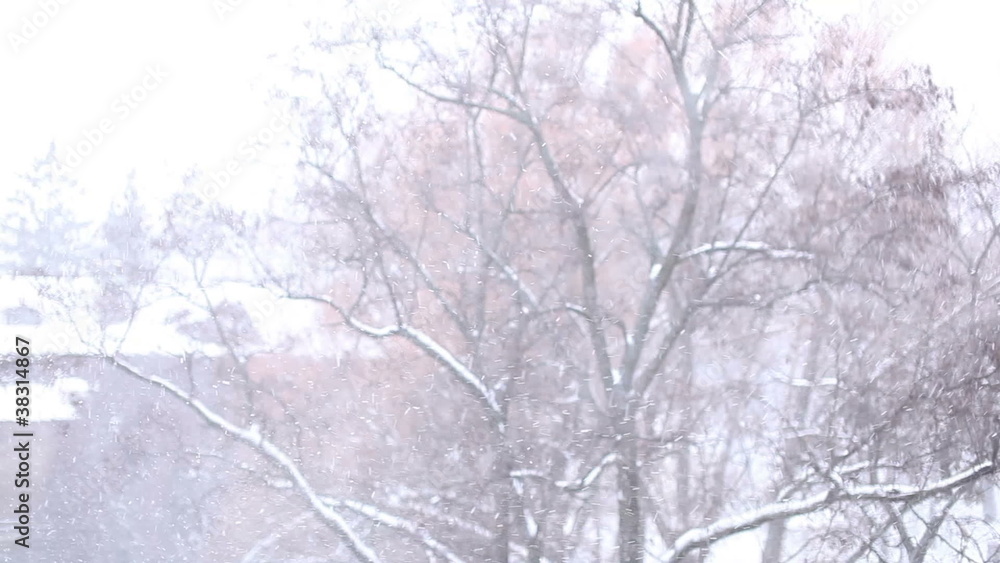 Snow blizzard in the street Snow blizzard in the street