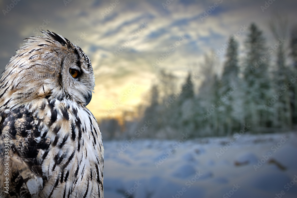 owl on winter forest background - obrazy, fototapety, plakaty 