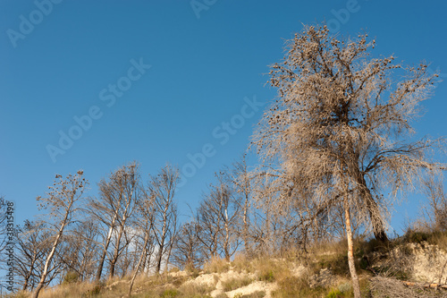 Destroyed forest