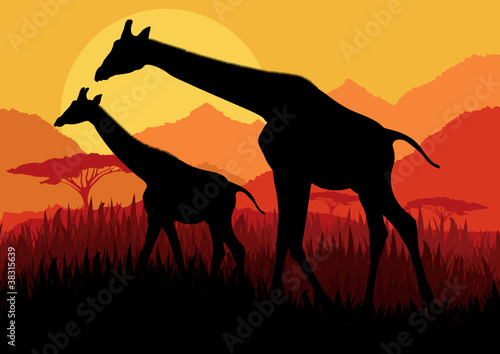 Giraffe family silhouettes in Africa wild nature mountain