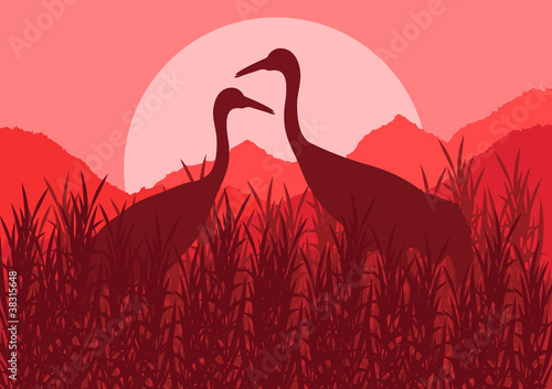 Romantic crane couple in wild nature landscape illustration