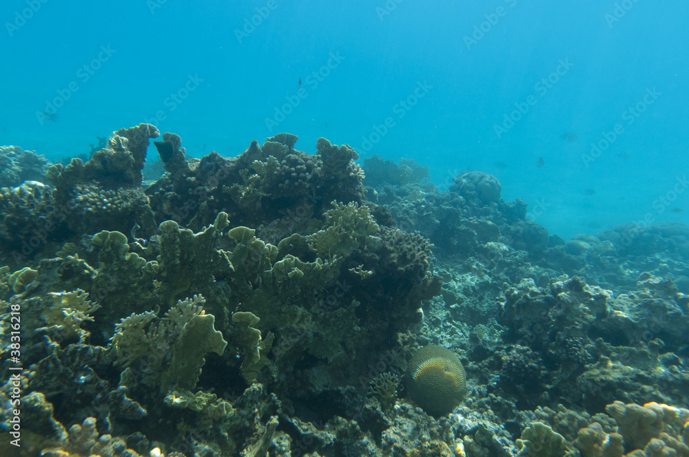 Fototapeta premium Underwater